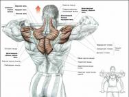 Тренировка трапециевидной мышцы