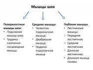 Что находится внутри шеи